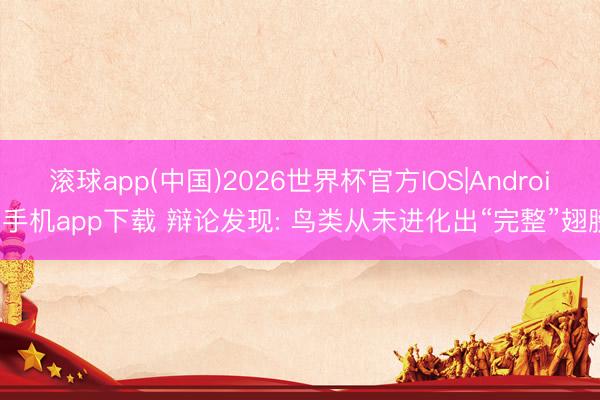 滚球app(中国)2026世界杯官方IOS|Android手机app下载 辩论发现: 鸟类从未进化出“完整”翅膀