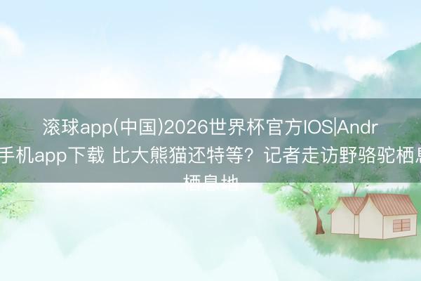滚球app(中国)2026世界杯官方IOS|Android手机app下载 比大熊猫还特等？记者走访野骆驼栖息地
